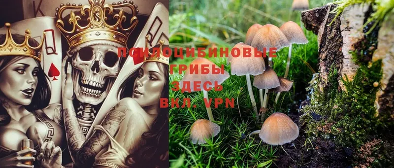 Галлюциногенные грибы Psilocybine cubensis  Миасс 